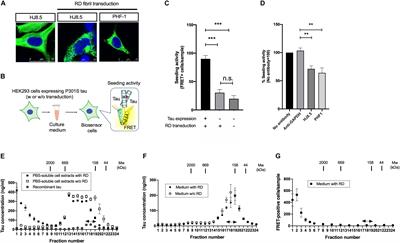 Seeding Activity-Based Detection Uncovers the Different Release Mechanisms of Seed-Competent Tau Versus Inert Tau via Lysosomal Exocytosis